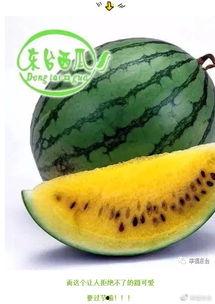 全球热门吃瓜网,揭秘娱乐圈最新热点,带你领略八卦风云