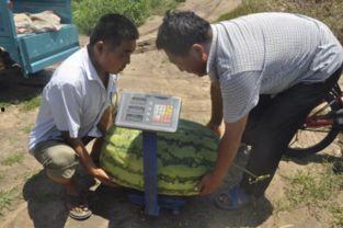 平度吃瓜事件视频,一场网络热议的真相揭秘