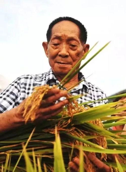 吃米不忘袁隆平吃瓜不忘